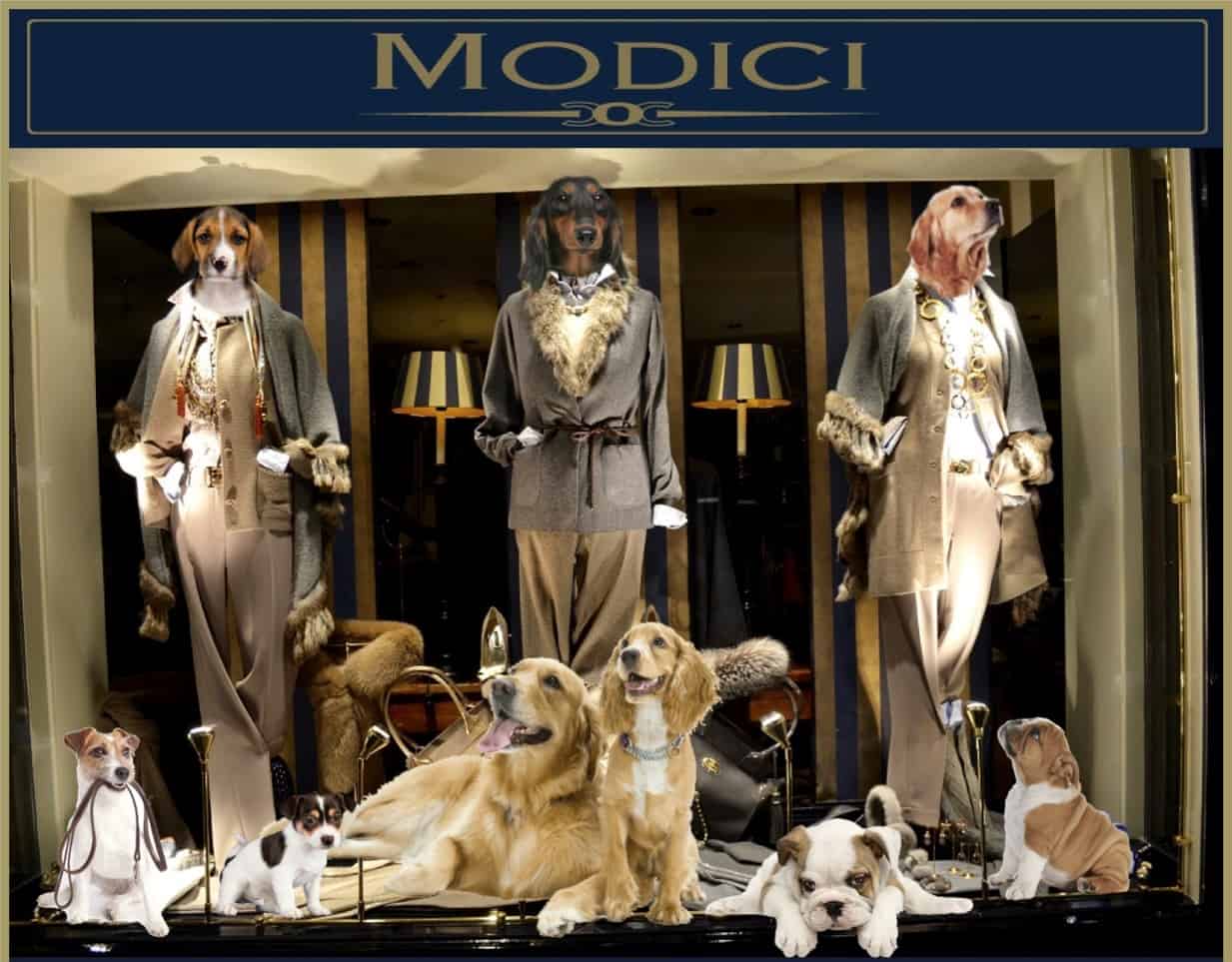 Honden welkom bij damesmodewinkel Modici in Laren in het Gooi Honden welkom bij damesmodewinkel Modici in Laren in het Gooi